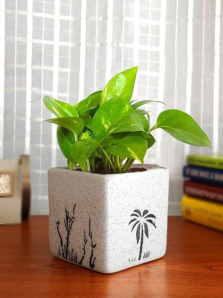 Rolling Nature Good Luck Money Plant in White Square Aroez Ceramic Pot