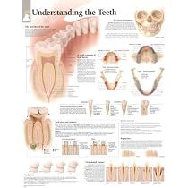 Tooth Muscular Anatomy Poster Human Tooth Anatomy Infographic Diagram Vector ...