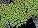Salvinia Natans - ~ Floating Live Plants for Aquariums or Ponds AKA Floating Fern, Floating watermoss, Floating Moss
