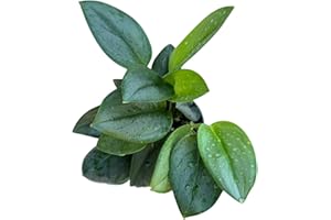 GENERIC PLANTVERS Scindapsus Treubii ‘Moonlight’ in 4" Grow Pot – Rare Silver-Green Vining Plant – Trailing Indoor Plant - Air Purifying Plant - Tropical Houseplant