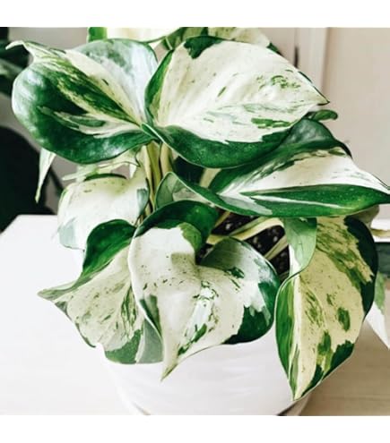 geigenfeige hochstamm Ficus lyrata verzweigt (Geigenfeige) (XL)