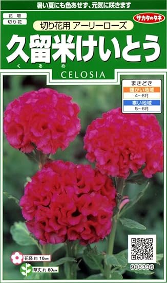 Amazon サカタのタネ 実咲花6336 久留米けいとう切り花用アーリー ローズ 花