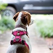 ruffwear dog harness amazon