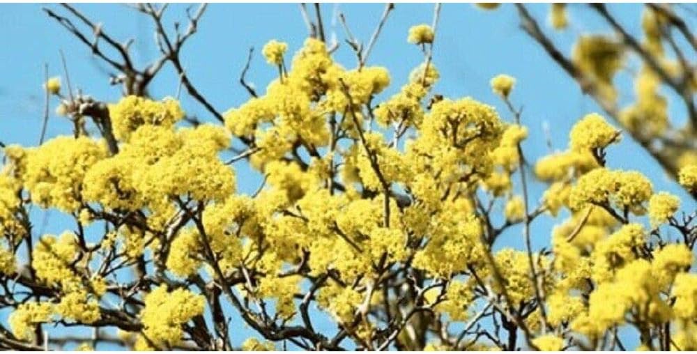 Hamamelis Virginiana Witch Hazel Approx 14-18 Inch Plant #WD01