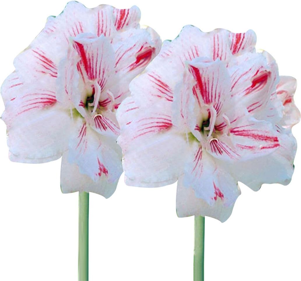 super1798 2 Pcs Amaryllis Hippeastrum Seeds Home Garden Decor Flower Plants - Red