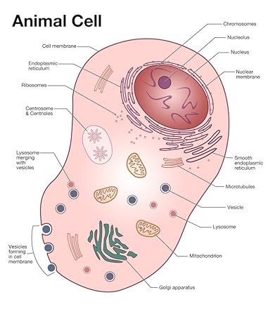 Diagram Animal Cell - Aflam-Neeeak