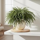 iToids Artificial Norfolk Pine Branches, 12 Pack 18" Christmas Artificial Greenery Stems, Artificial Cedar Pine Stems for Vases, DIY Wreaths, Home, Indoor Outdoor Winter Christmas Decorations