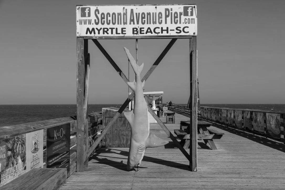 18 x 24 Black & White Canvas Wrap of What a Catch at The Second Avenue Pier in Myrtle Beach South Carolina But There's a Catch to The Catch The Shark is Fake a Prop for vistor phot r64 2017 Highsmith