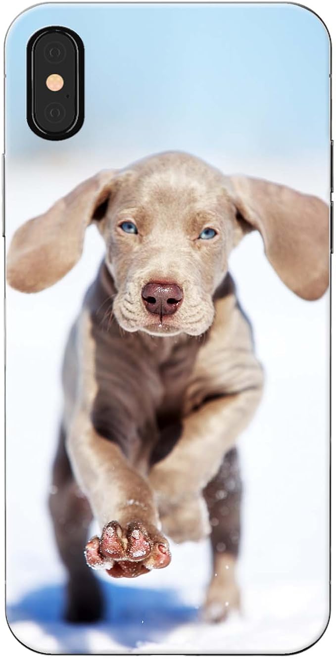 weimaraner puppy blue eyes