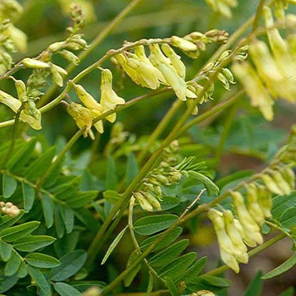 huáng qí 500 Semillas de Astragalus membranaceus Astragalus propinquus
