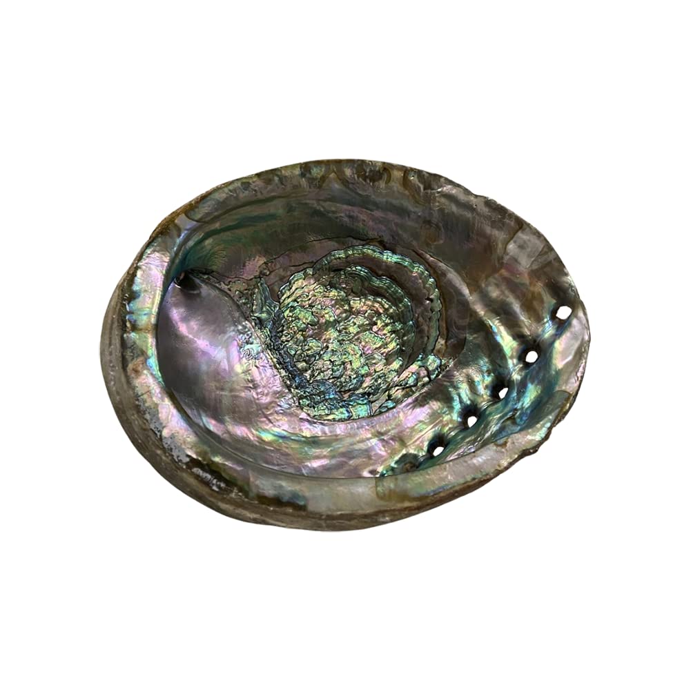 Vie Naturals Abalone Shell, 15cm