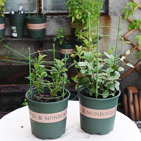 STSERI Jaulas de Soporte de Plantas Jaulas de Plantas con 3 ...
