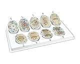 Teaching Model Tools,Cell Enlargement of 10,000X