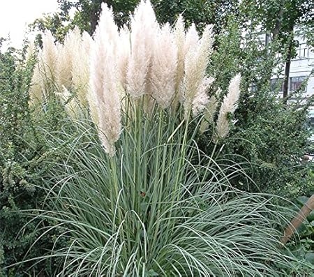 Futaba Rare White Pampas Grass Flower Seeds - 50 Seeds