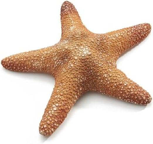 estrellas de mar amazon