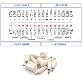 Ivorine Teeth for TYPODONT 860-5 Pack of Tooth