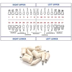 Ivorine Teeth for TYPODONT 860-5 Pack of Tooth
