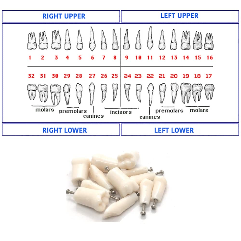 Ivorine Teeth for TYPODONT 860-5 Pack of Tooth
