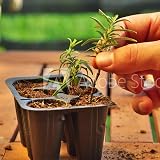 Doff Natural Rooting Powder 75G Promotes Strong Healthy Roots view 3
