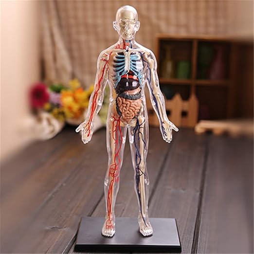 WEHQ 1 6 de Cuerpo Entero Transparente Modelo Humano Rompecabezas
