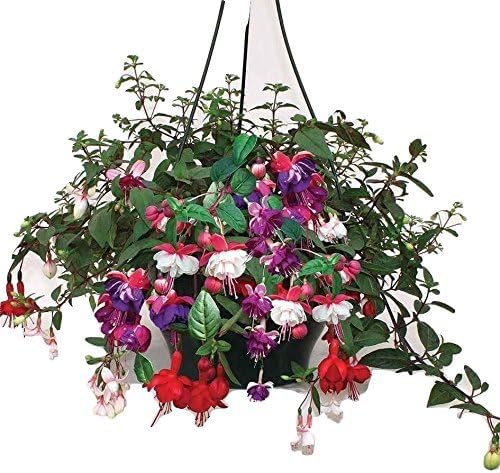 JPD Plants Fuchsia Trailing Hanging Basket (1 Plastic Basket)