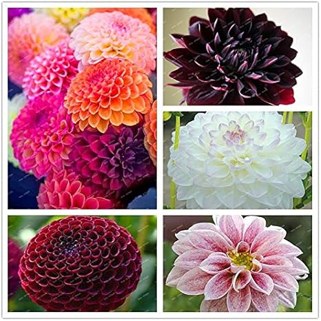 Amazon 50個 バッグダリア種子ゴージャスな庭種子 ゴージャスな花 24色のミックス フローレス 美しい家庭 ピンク 苗箱