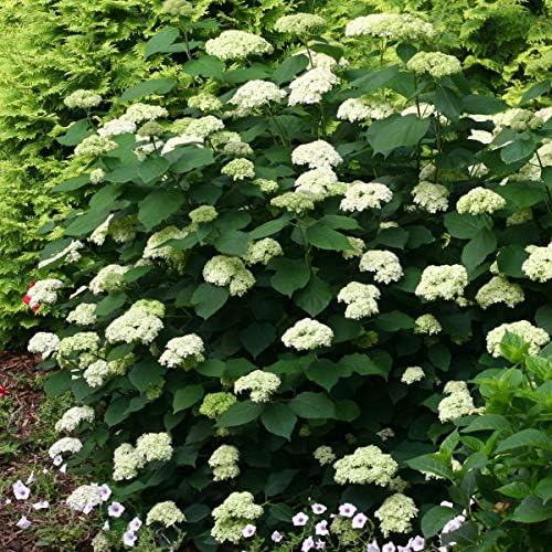 Amazon アジサイ ライムのアナベル6号鉢植え ライムグリーンの大輪花 花 観葉植物 フラワーギフト オンライン通販