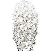 10 Snow Drift White Hyacinth Bulbs - 16-17 cm, Elegant White Blooms for Zones 4-10 (Pre-Chilling Required for Zones 8-10)
