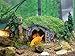 COOSPIDER Hobbit Miniature Landscape Hillside Fairy Hole House Manor Decor Ideas for Aquariums Reptile Box Shelter Ornament 11