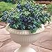 Top Hat Dwarf Blueberry - Live Plant - Quart Pot