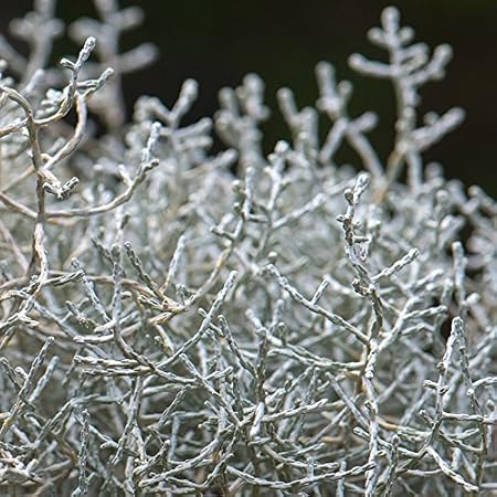 Leucophyta Brownii Calocephalus Brown Leucophyte Argenta C Amazon De Garten