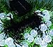 Solar String Lights Outdoor, 2 Pack 36Ft 60 LED Outdoor Waterproof Solar Powered Crystal Globe String Lights Waterproof 8 Modes Fairy Decorative lights for Garden Yard Party Christmas (Cool White)