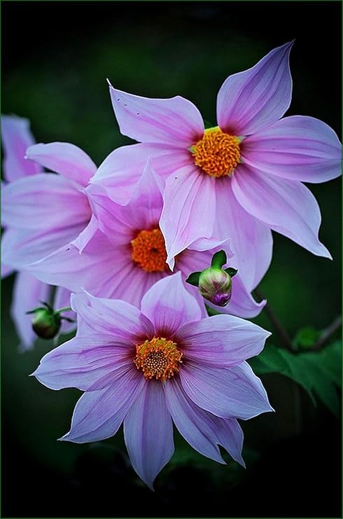 Amazon すいせん球根 多年生の有機植物 リビングルームの鉢植えの植物 家族の環境を美しくする 春の花 4球根 ガーデンオーナメント 置物