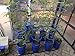 Go Hydro Flexible Tomato Cage 48 Inch Multi Level Build as You Grow Plant Support Hydroponics