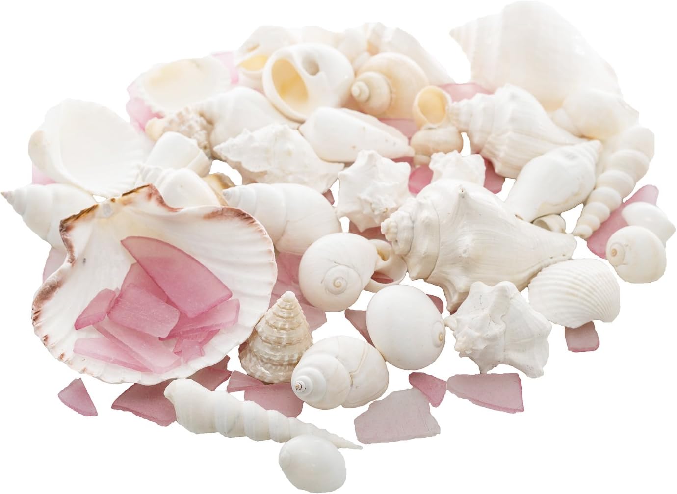Nautical Crush Trading Weiss Dekorative Sea Shell Und Rosa Sea