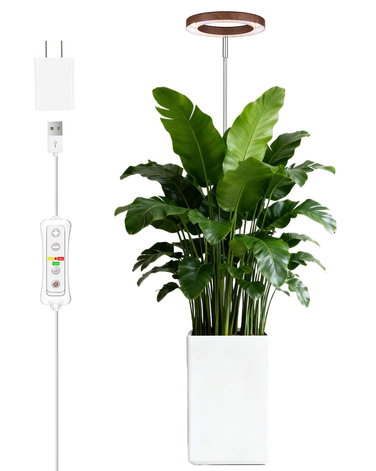 Modern minimalist plant care