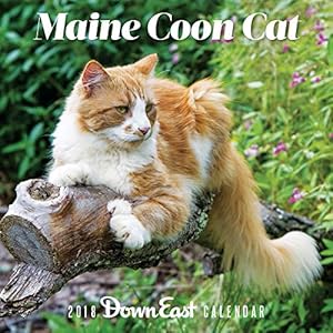 Maine Coon Cat: 2018 Down East Calendar