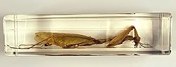 4.3" Real Praying Mantis in Crystal Clear Lucite