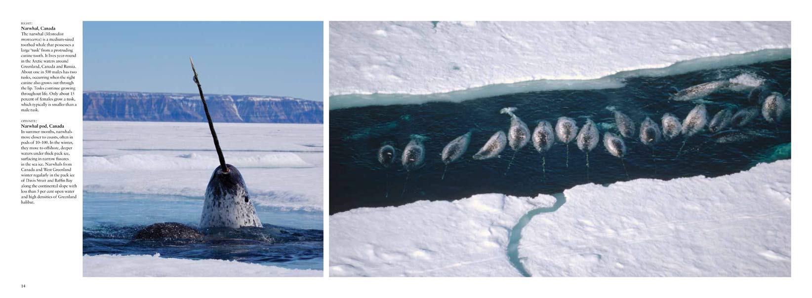 Arctic: Life inside the Arctic Circle (Travel Landscape) Arctic: Life inside the Arctic Circle (Travel Landscape) Hardcover