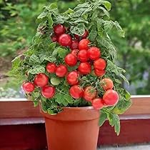 MOCCUROD 100 Seeds Indoor Cherry Tomato Dwarf Red and Yellow
