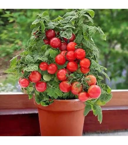 15+ Red Robin Micro Dwarf Tomato Seeds - Compact Plant 8-12 inches