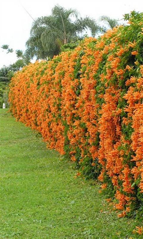 Live Fence Plants