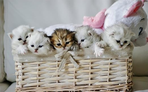 naihe gatitos bebés cesta juguete oso de peluche lienzo de póster ...