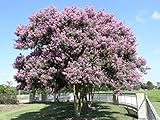 LARGE MUSKOGEE CRAPE MYRTLE, 3-4ft Tall When Shipped, Matures 22-25ft, 1 Tree, Beautiful Blue Lavender (Shipped Well Rooted in Pots with Soil)