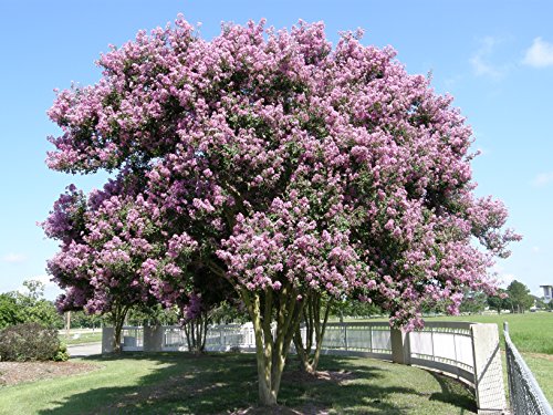 LARGE MUSKOGEE CRAPE MYRTLE, 3-4ft Tall When Shipped, Matures 22-25ft, 1 Tree, Beautiful Blue Lavender (Shipped Well Rooted in Pots with Soil) LARGE MUSKOGEE CRAPE MYRTLE, 3-4ft Tall When Shipped, Matures 22-25ft, 1 Tree, Beautiful Blue Lavender (Shipped Well Rooted in Pots with Soil)