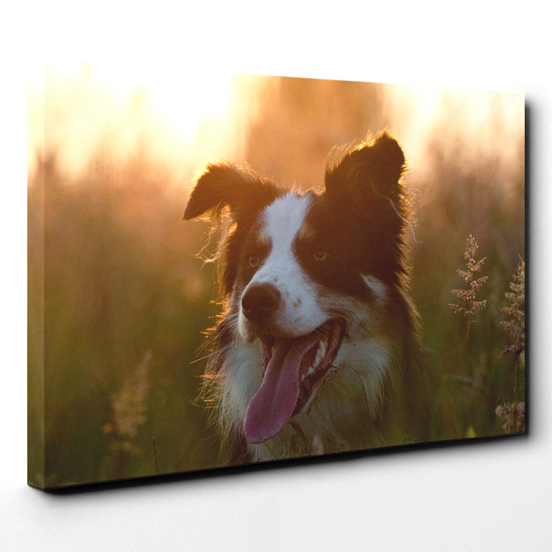 Border Collie Dog Canvas Print | Gallery Wrapped 30mm Frame Wall Art | 20x14 inches | Ready to Hang | Modern Animals Picture | Living Room Bedroom Lounge Office