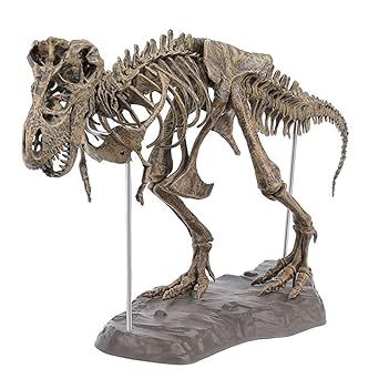 Dynamic Bricolage Couleur 70cm T Rex Tyrannosaurus Rex Squelette Dinosaure Animal Collector Modele Decorations Amazon Fr Commerce Industrie Science