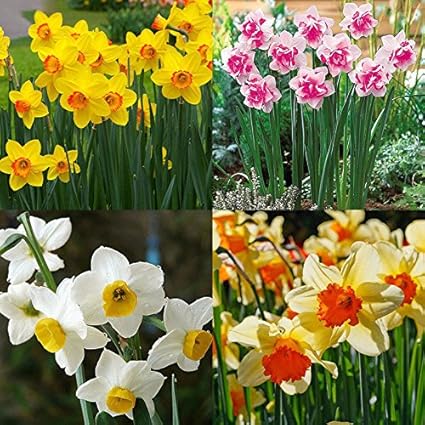 Portal Cool 400x Mixte Jonquille Double Narcissus Duo Bulbes Graines Plante Printemps Fleur De Th Amazon Fr Cuisine Maison