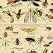 Vintage Poster Print Art Insects Identification Reference Species Collection Entomology Diagram Chart Wall Decor (20.87'' x 31.5'')