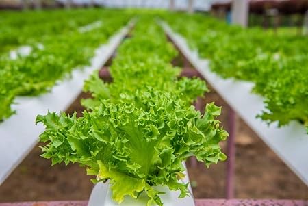 Creative Farmer Vegetable Seeds Lettuce Green Organic F1 Hybrid Seeds - Lettuce Green ?Seeds Seeds All Season Home Garden Seeds